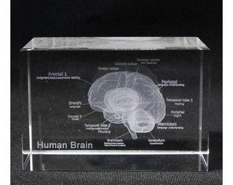 3D Laser Etched Human Brain, Anatomical Model Paperweight, Crystal Glass Cube, Anatomy Mind Neurology, Medical Brain Sculpture, Science Gift