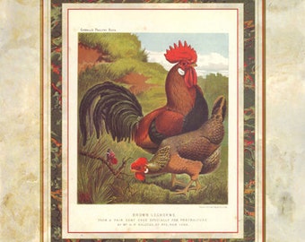 Brown Leghorns (from Cassell's Poultry Book), J.W. Ludlow,  Animal Art, Cute Animal Art, Contemporary Prints, Animal Home Decor