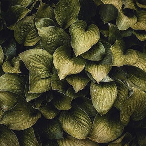 Abstract Art / Art Print / Paint Strokes / Expressive Art / Abstract Expressionism / Landscape Art / Hostas Leaves / Incado