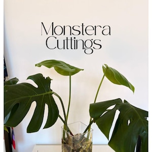 May include: A clear glass vase holding Monstera cuttings with visible roots. The large, green leaves have distinctive splits. The text "Monstera Cuttings" is displayed in elegant black font against a white background.