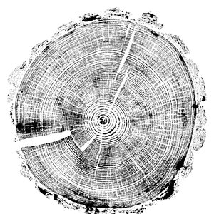 Tree stump art. Charred wood. Tree rings painted with soot. Only ash used instead of paints. Natural wall art. Pine tree yakisugi painting.