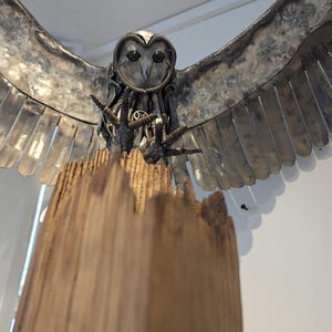 Alighting Barn Owl