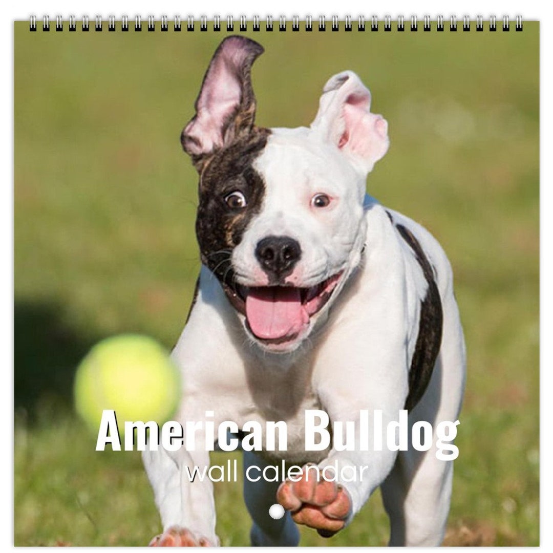 American Bulldog Large 2023/24/25 Personalised Calendar Choose Start
