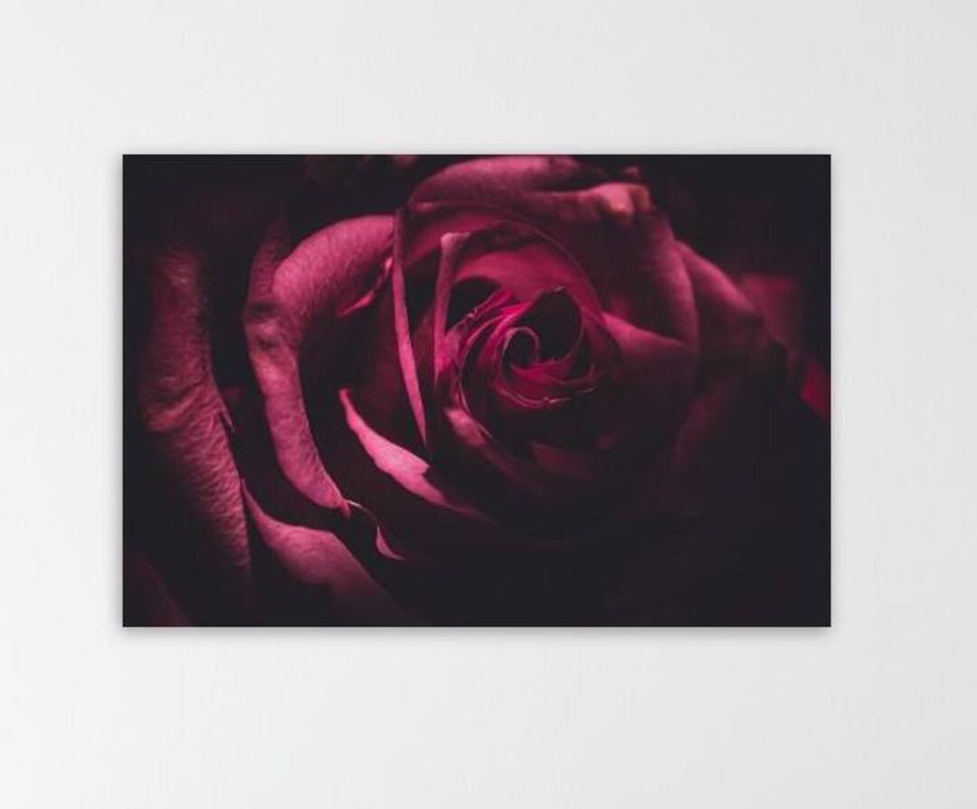 Dark Rose Fine Art Print | Moody Floral Photography - Etsy