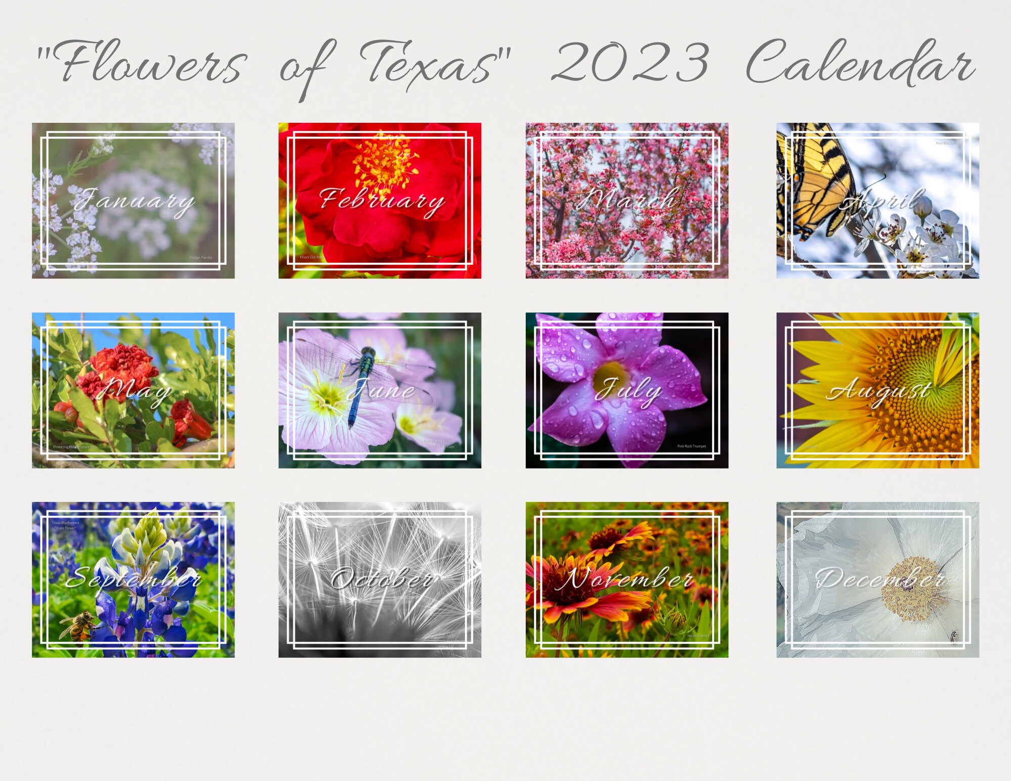 8.511 Flowers of Texas 2023 Wall Calendar US & Etsy