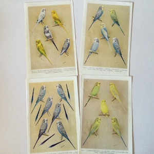 4 illustrazioni di uccelli a pagina intera dal libro di uccelli pappagallini ondulati degli anni '50 per diario spazzatura, collage, abbellimento, effimeri di carta