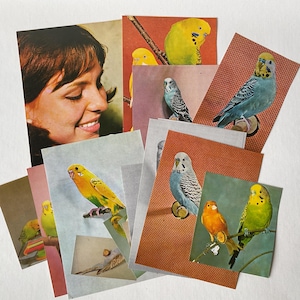 Budgies vintage bird paper ephemera pack - 20 pieces - for junk journal, collage, embellishment, paper ephemera