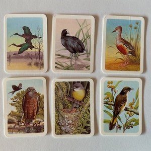 6 Australiana Bird Studies-kaarten met vogelillustratie aan de ene kant en informatie op de achterkant, junkjournals, tags, tucks, papierkunst, verzamelen