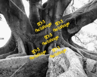 Roots
