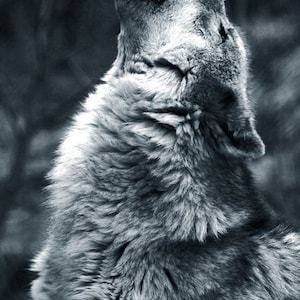 Shamanic Journey, Shamanic healing, Spirit Readings, Soul Readings, Shamanic Practitioner