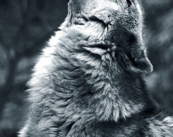 Shamanic Journey, Shamanic healing, Spirit Readings, Soul Readings, Shamanic Practitioner