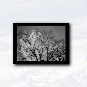 Carte postale imprimée sur papier glacé format A6 à offrir, arbre