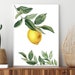 Printable Lemon Art Botanical Décor Citrus Illustration - Etsy