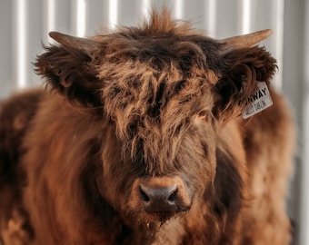 Highland Cattle Prints