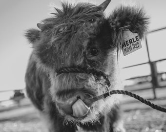 Highland Cattle Prints