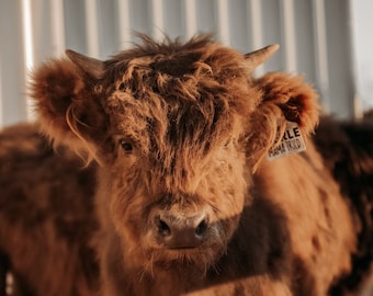 Highland Cattle Prints