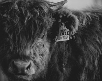 Highland Cattle Prints