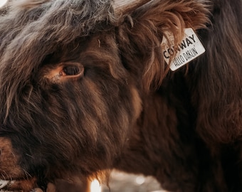 Highland Cattle Prints