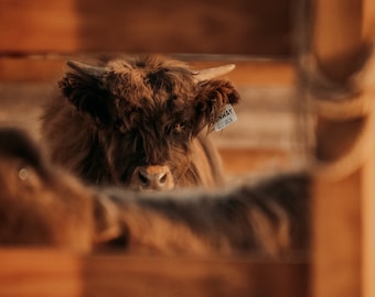 Highland Cattle Prints
