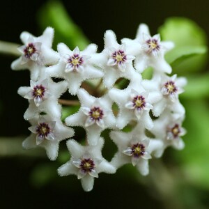 Hoya Kanyakumariana Rare , small house plant