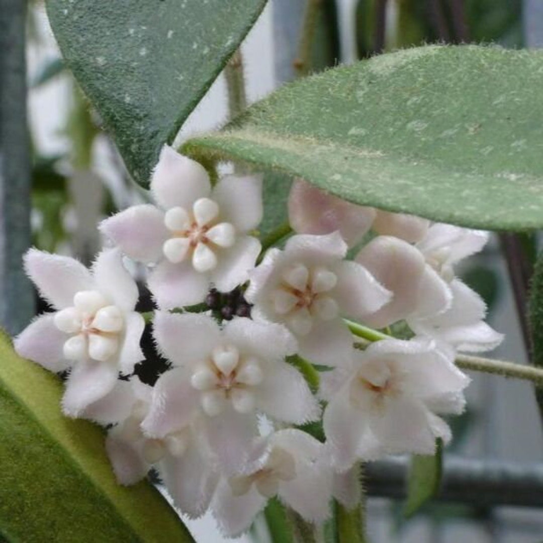 Hoya Thomsonii Zimmerpflanze Etsy.de
