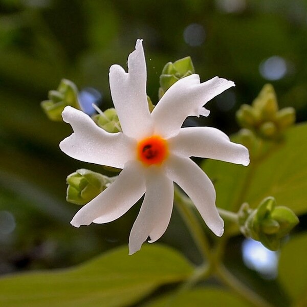 Parijat ,Haarsinghaar,Nyctanthes arbor-tristis ,30-35cm live stem , recently transfered, new leaf started emerging