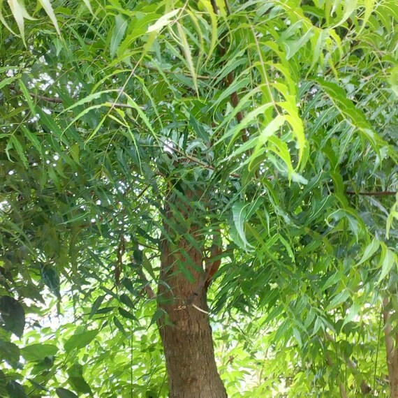Azadirachta Indica Neem/nim Large Plant 200 Feet Tall Stem Etsy