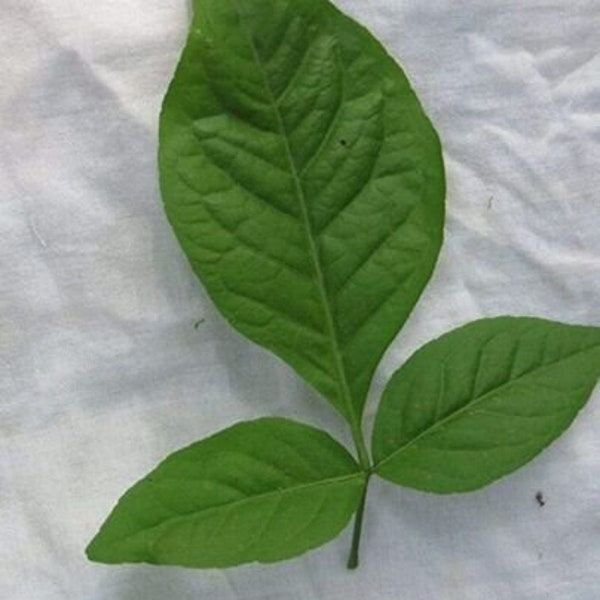 Billi Patta,Bilva Patta,Bael patta,aegle marmelos , 60-70CM plant in 2 ltr, recently arrived ,may drop off leaves.