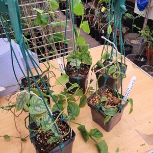 Monstera Dubia large vine  in hanging pot,full plant with ariel roots ,not a cut, , house plant