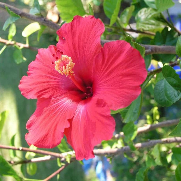 Hibiscus Red Indian variety large plant stem 50-60cm in 1-2 ltr pot, house plant