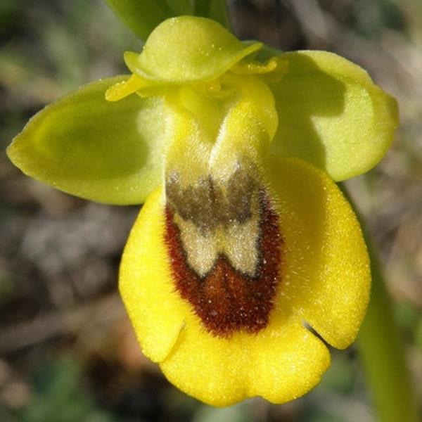 Ophrys Lutea Yellow bee orchid, 2 x rare bulbs/seeds