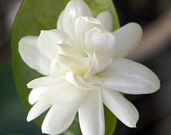 Jasmine Sambac Mysore mulli ,motia, mogrow large 50-70cm in 2 ltr pot,house plant