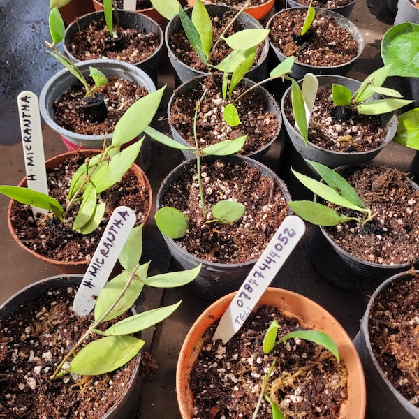 Hoya Micrantha , rare hoya, well rooted small plug, house plant