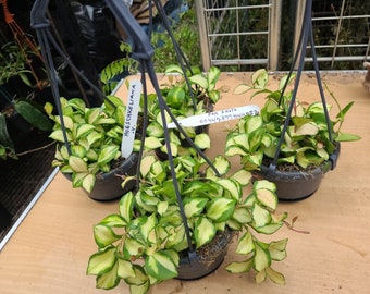 Hoya Hueschkeliana Variegated  multi  rooted cuts per pot, house plant