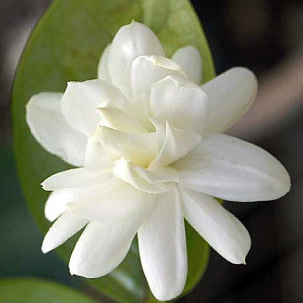 Sambac Mysore mulli,motia/mogrow very large 3-5 ltr pot,60-70cm ,large fragrant flower. house plant