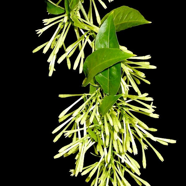Cestrum Nocturnum ,Raat ki rani  high fragrant flower, 50-60cm live stem 1-2 ltr pot