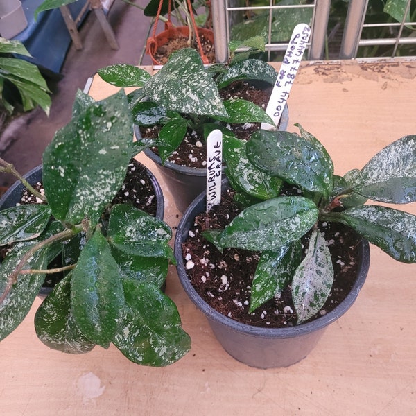 Hoya Wilbur Graves carnosa splash, medium-large plant, house plant