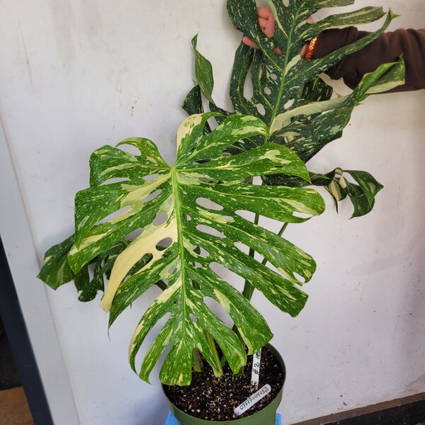 Monstera Thai Constillation Variegated, very very large 4 leaf plant with great fenestration,house plant