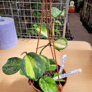 Hoya Obovata Variegated + splash, rare species,  plant , house plant