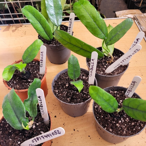 Hoya Globulosa ,rare , well rooted plug, house plant