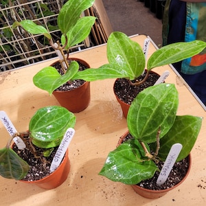 Hoya Sarawak ,large well rooted plug, house plant