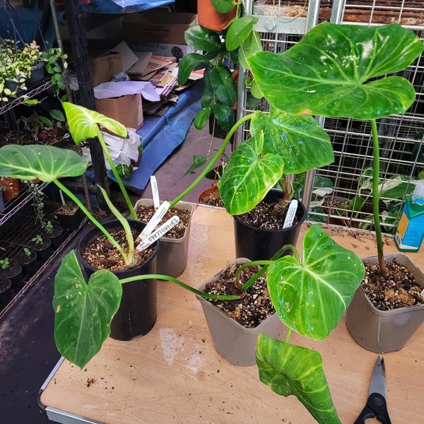 Philodendron Verrucosum Verde re-hab, new leaf emerging, fully rooted, 1-2 ltr pot