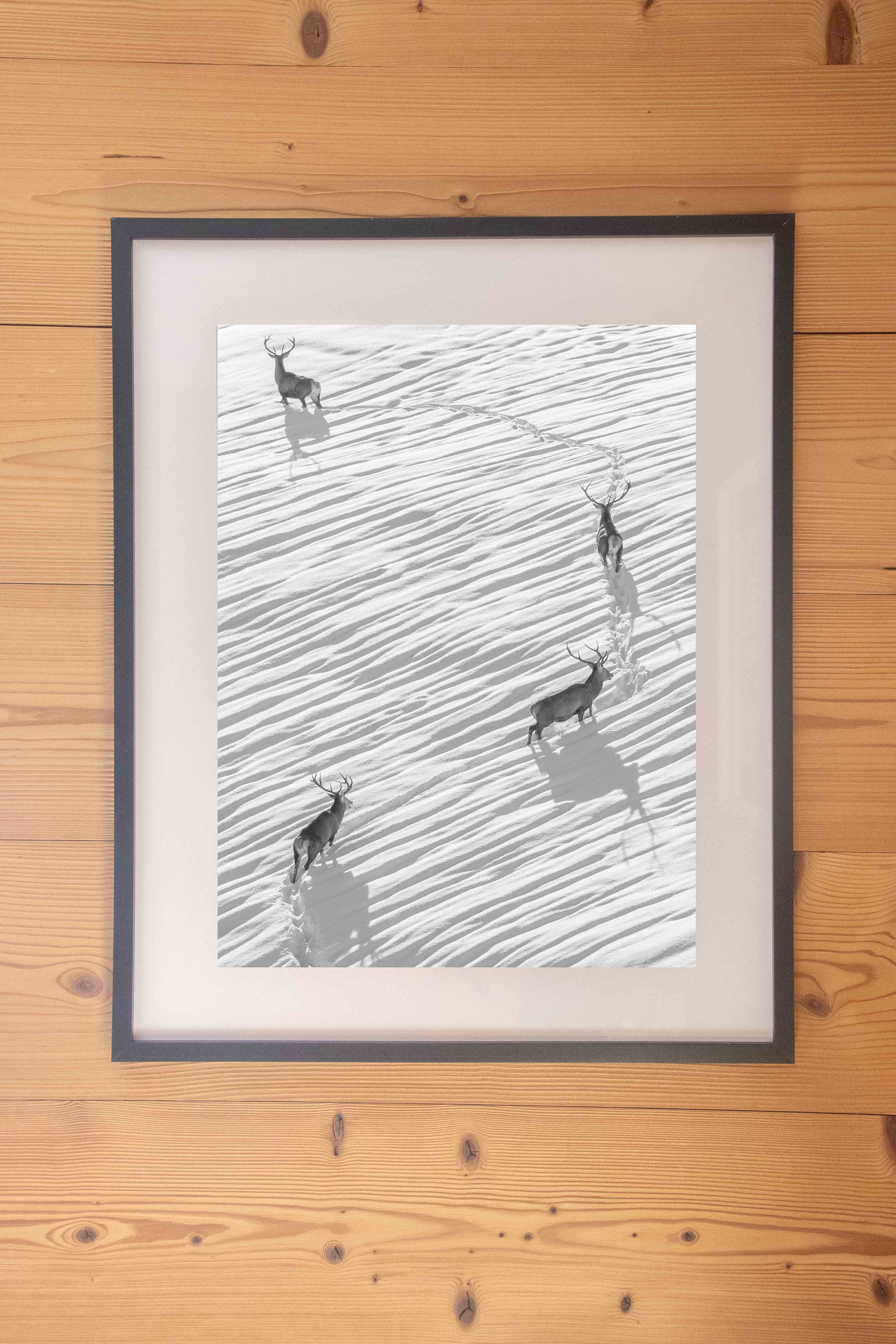 Cerf Direction La Vallée Des Encombres