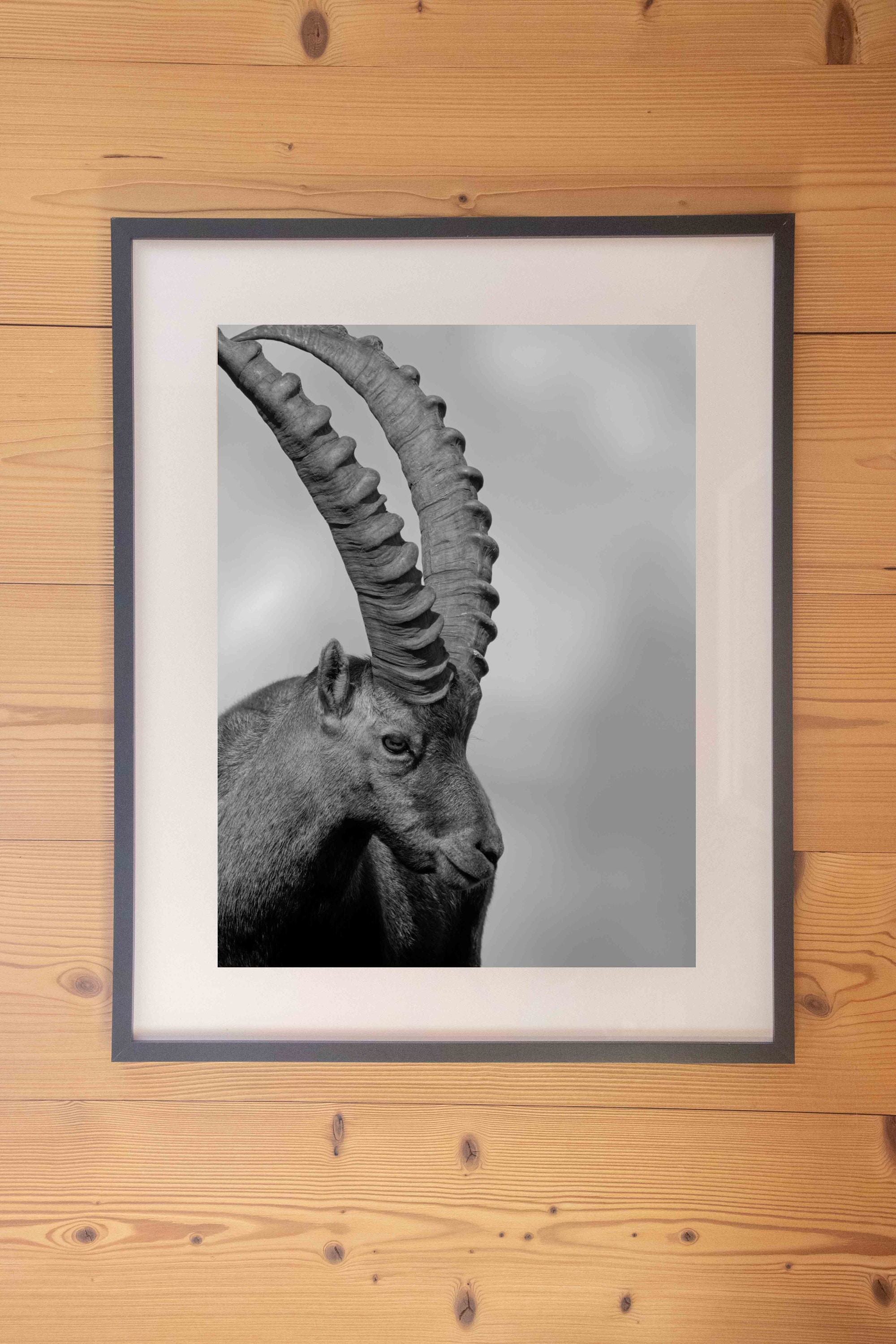 Bouquetin Noir et Blanc