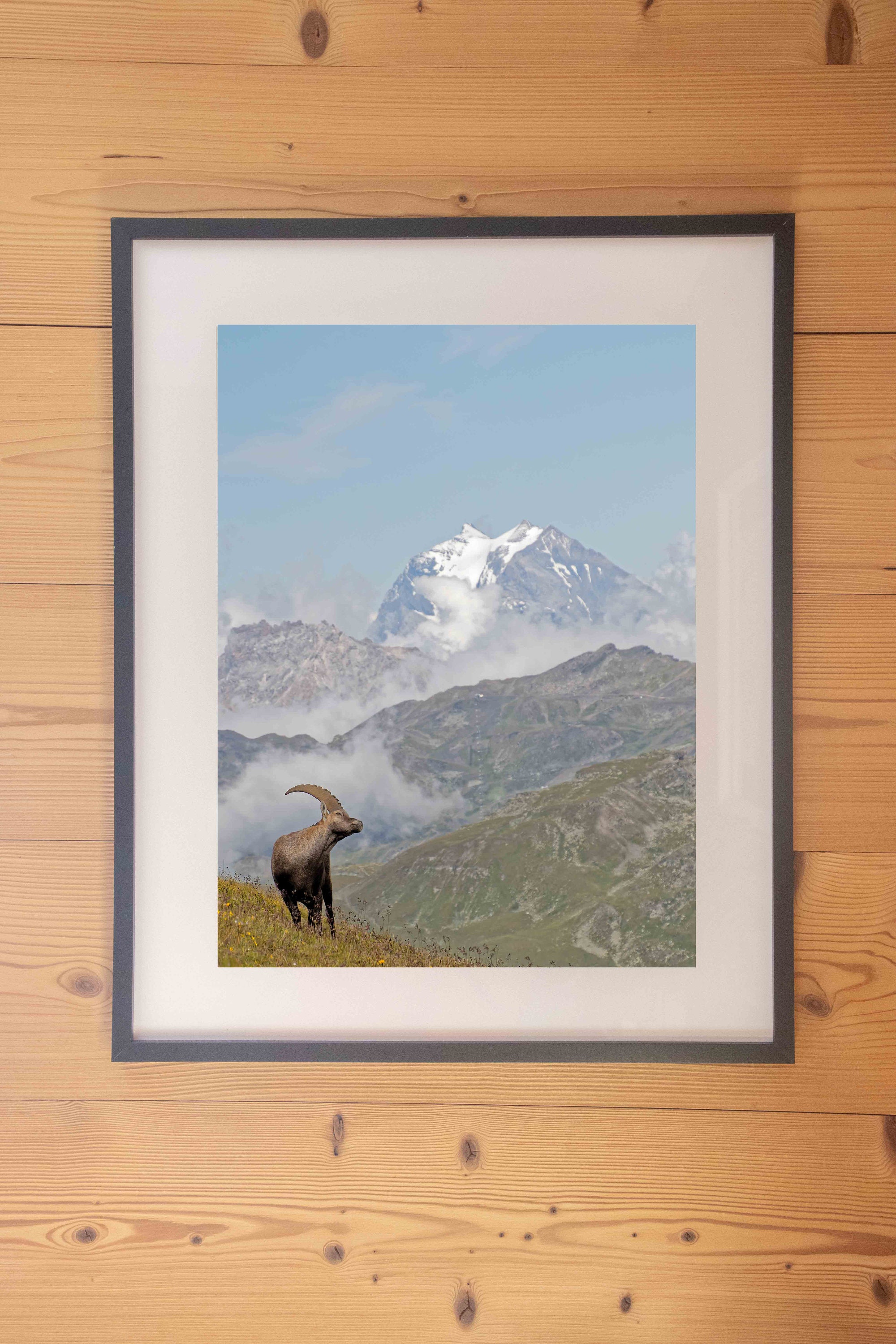 Bouquetin avec La Grande Casse Au Fond