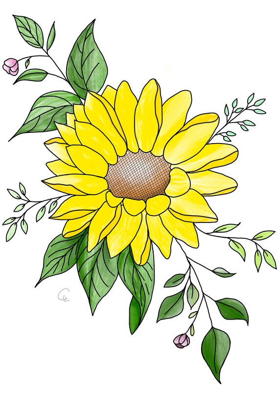 Vivid Color Line Drawing of a Sunflower · Creative Fabrica