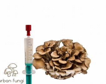 Hongo de cultivo líquido Maitake gallina de los bosques Grifola frondosa cultivar hongos en casa con instrucciones