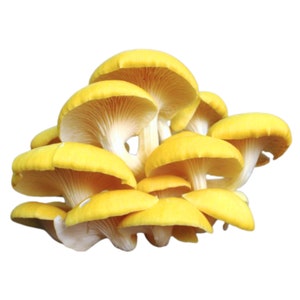 Golden Oyster Liquid Culture Yellow Oyster Pleurotus Citrinopileatus Grow Mushrooms At Home With Instructions
