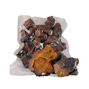 Pedaços de Chaga selvagens Inonotus Obliquus secos crus a vácuo selados
