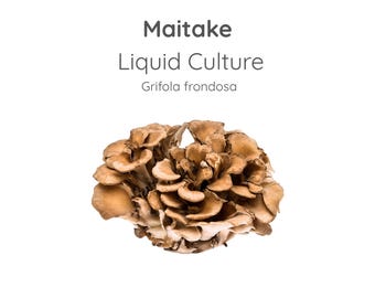 Strzykawka z płynną kulturą grzybów Maitake